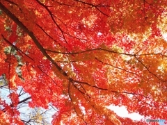 真っ赤な秋！