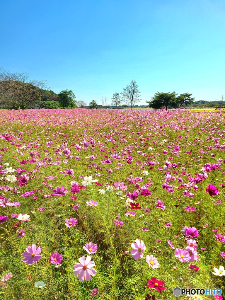 秋桜＃1