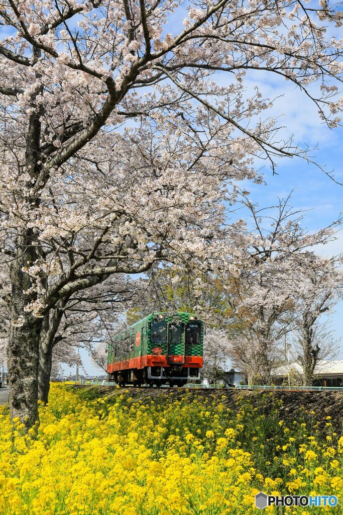 さくらと菜の花の中を！