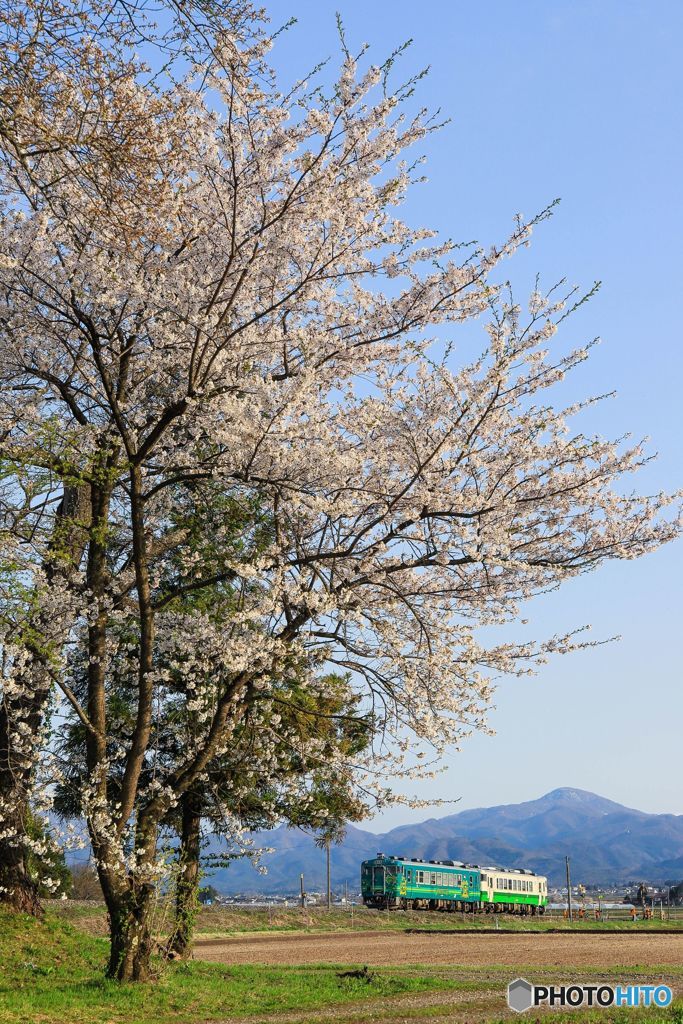 桜と新ラッピング！