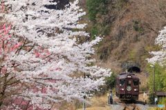 桜トンネル！