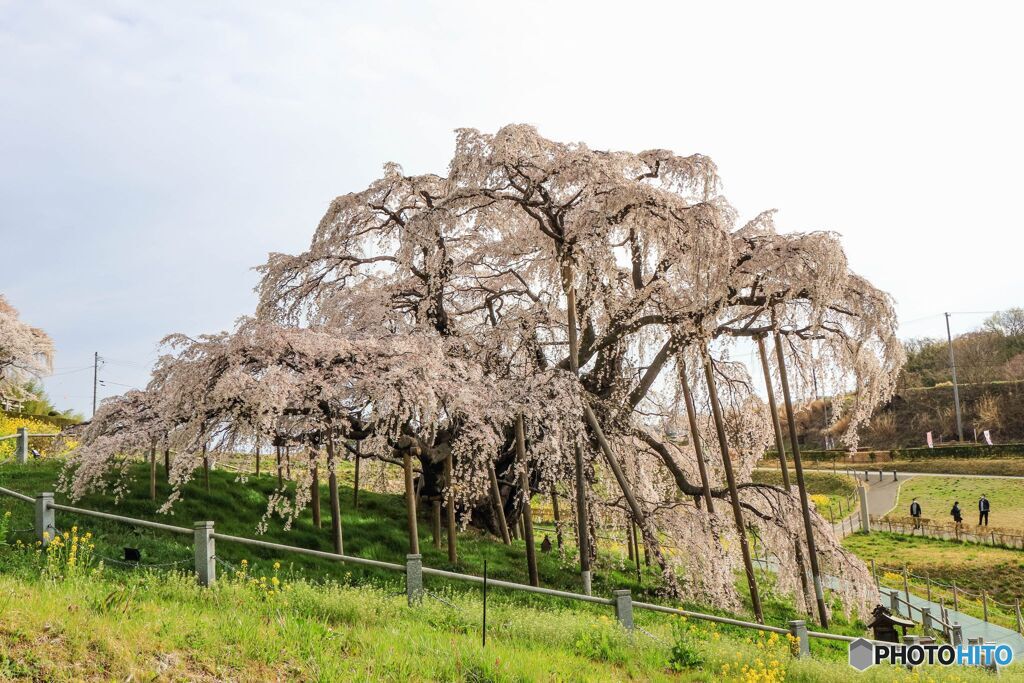 三春の滝桜＃３