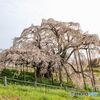 三春の滝桜＃３