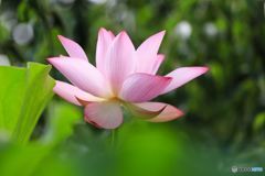 蓮花！