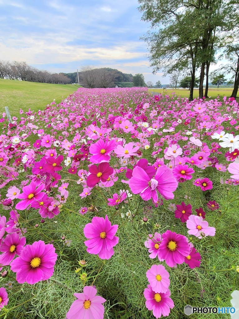 秋桜＃4