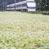 スペーシアと蕎麦の花＃１