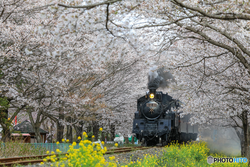 桜トンネル　ラストラン？
