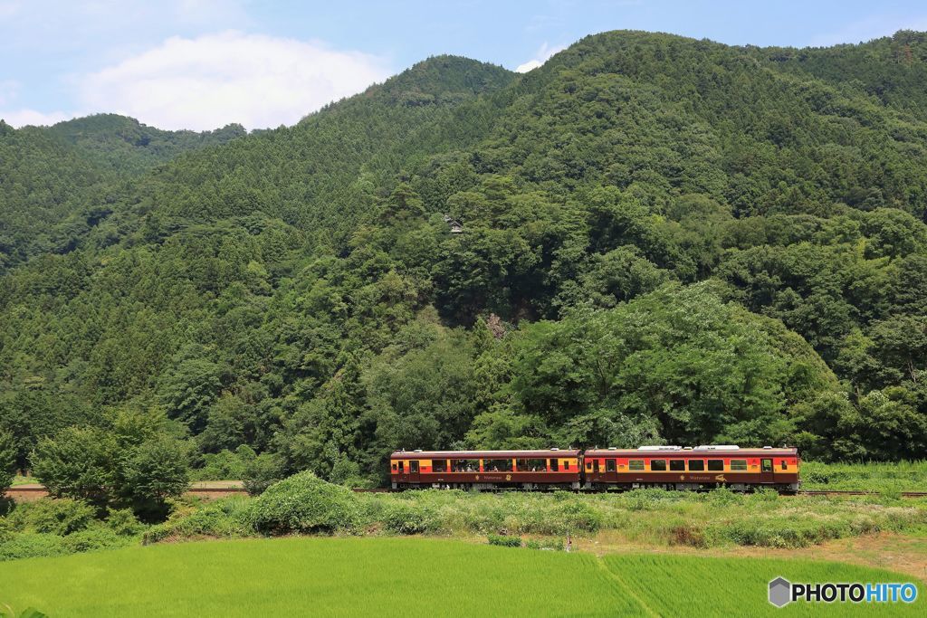 初夏の深緑を走る！