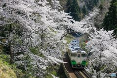 只見の桜トンネル！