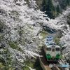 只見の桜トンネル！