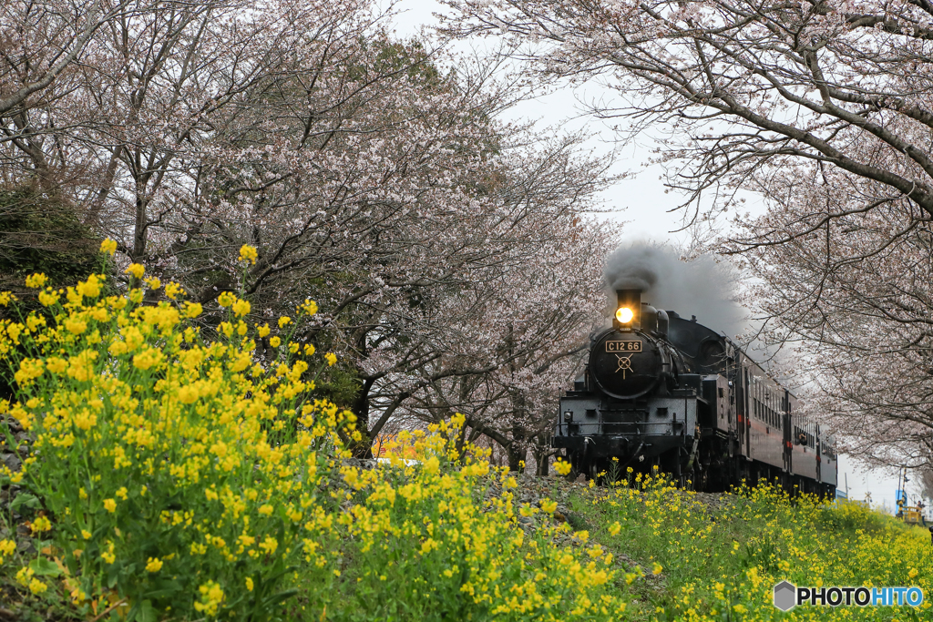 桜トンネルと菜の花！