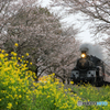 桜トンネルと菜の花！