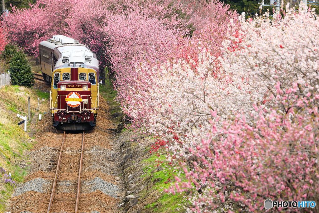 花もも街道！