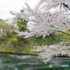 会津のさくらと鶴ヶ城＃４