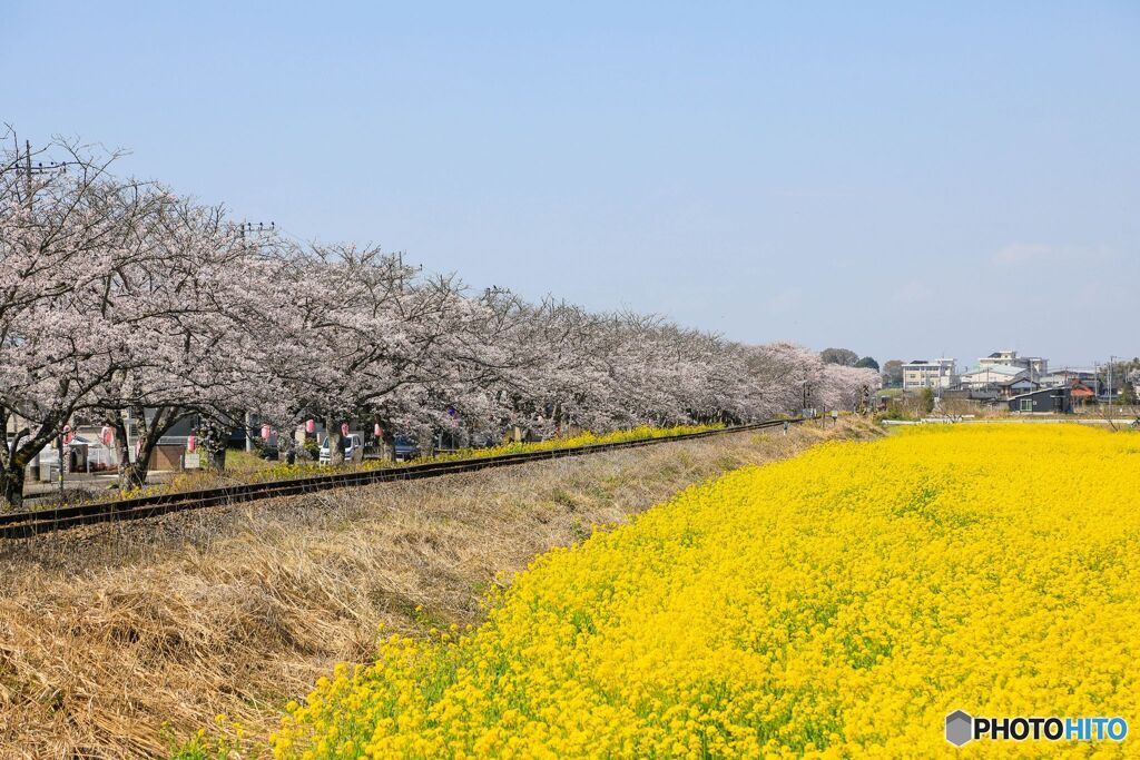 桜並木と菜の花畑