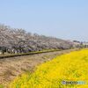 桜並木と菜の花畑