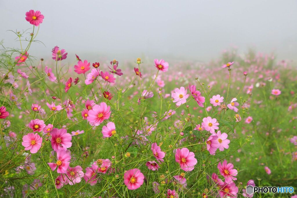 朝霧のコスモス畑