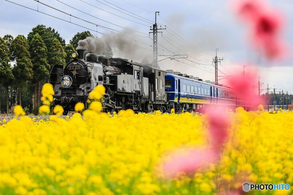 菜の花大樹　赤を添えて！