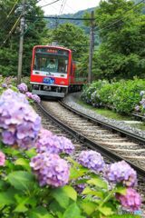 紫陽花と登山鉄道！