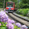 紫陽花と登山鉄道！