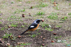 冬の訪問者（ジョウビタキ♂）