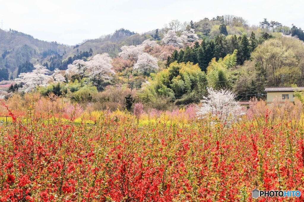 花見山公園＃３