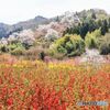 花見山公園＃３