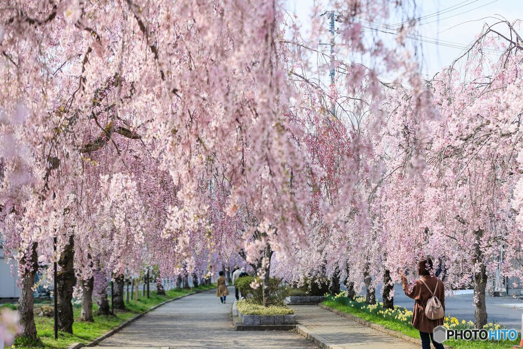 会津のしだれ桜＃２