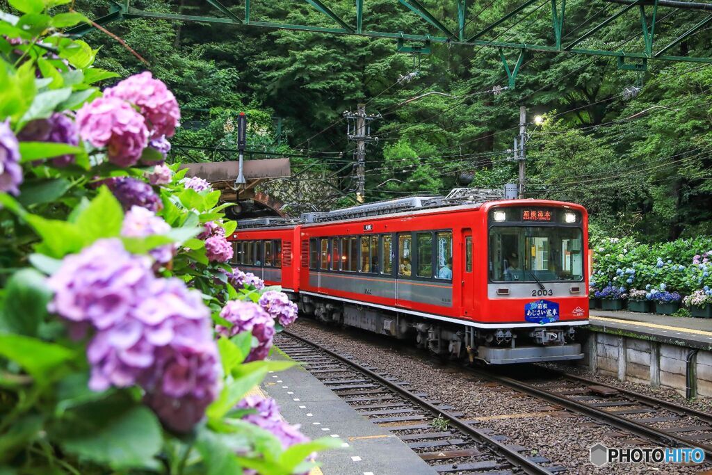あじさい列車！