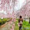 会津のしだれ桜＃４