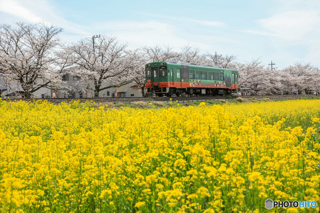 菜の花と桜の競演！！！