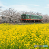 菜の花と桜の競演！！！