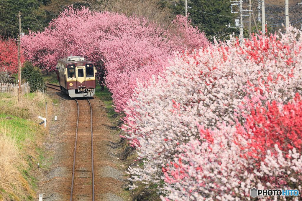 花もも街道！