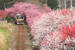 花もも街道！