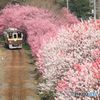 花もも街道！