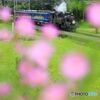 初秋のSL大樹＃３