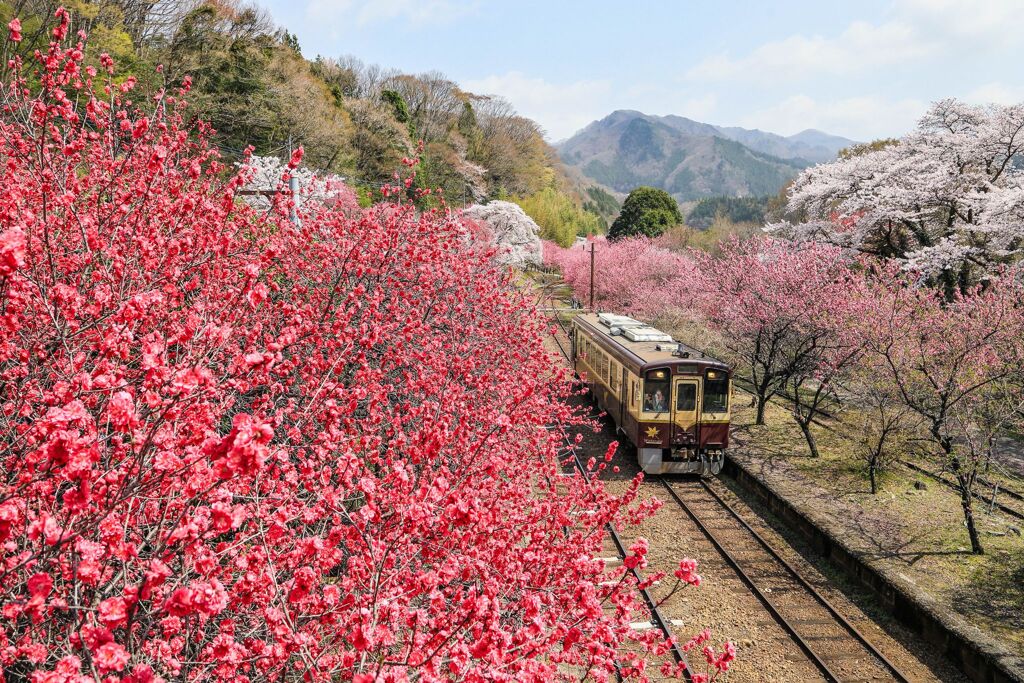 花もも街道＃２