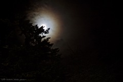 Moonlight Shadow