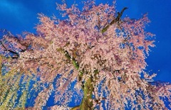 丸山公園の夜桜