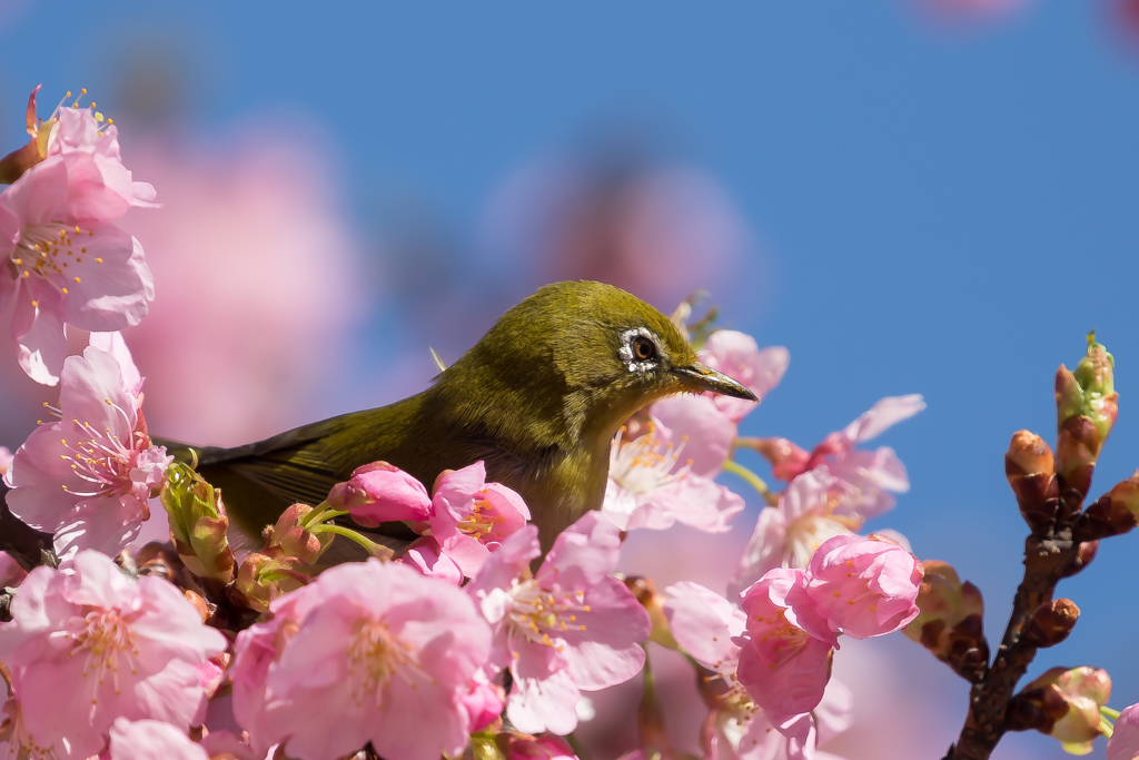 メジロ桜