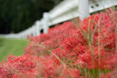 Wetty Red