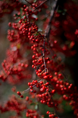 Nandina Domestica