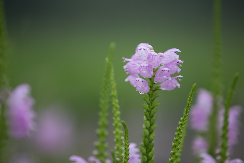 夏雨　関堀