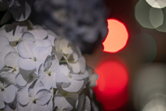 night hydorangea