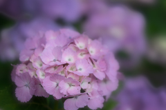 hydrangea3