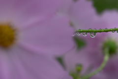 朝露大好き