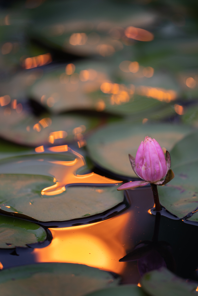 morning lotus
