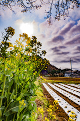 平成最後の菜の花