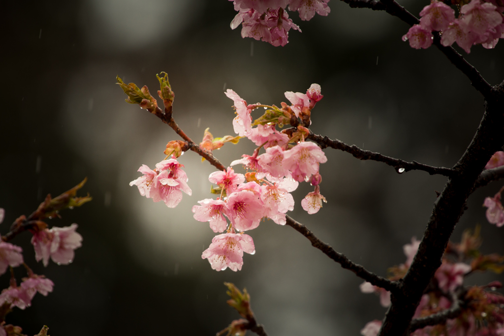 艶桜