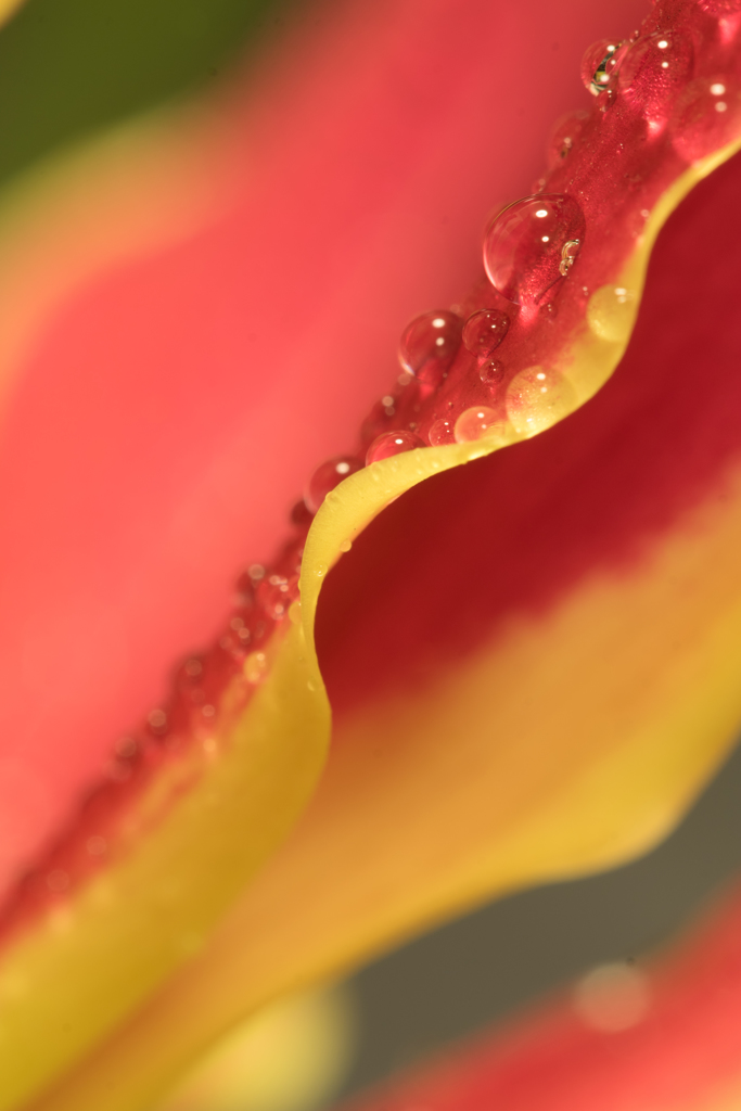 花と雫